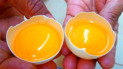 how rare is a double yolk egg.